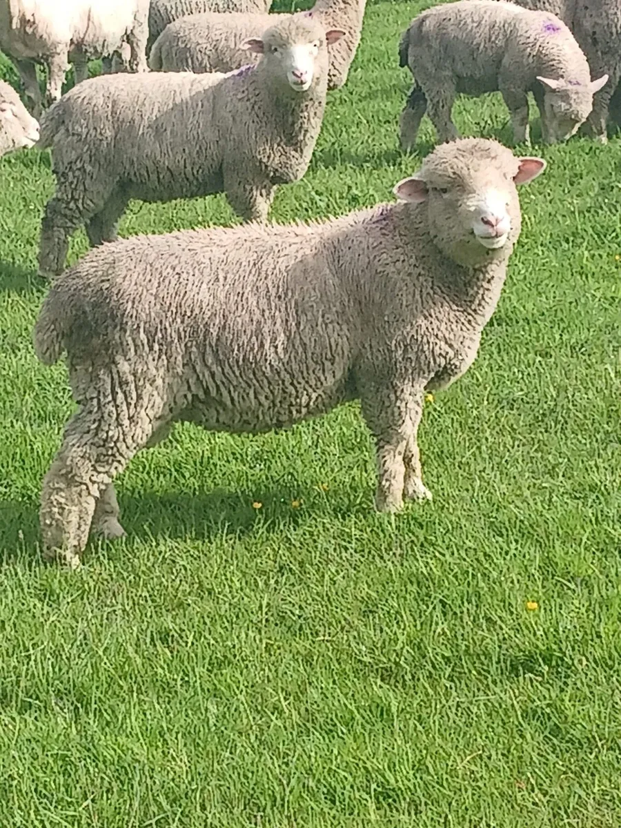 Dorset Lambs - Image 2