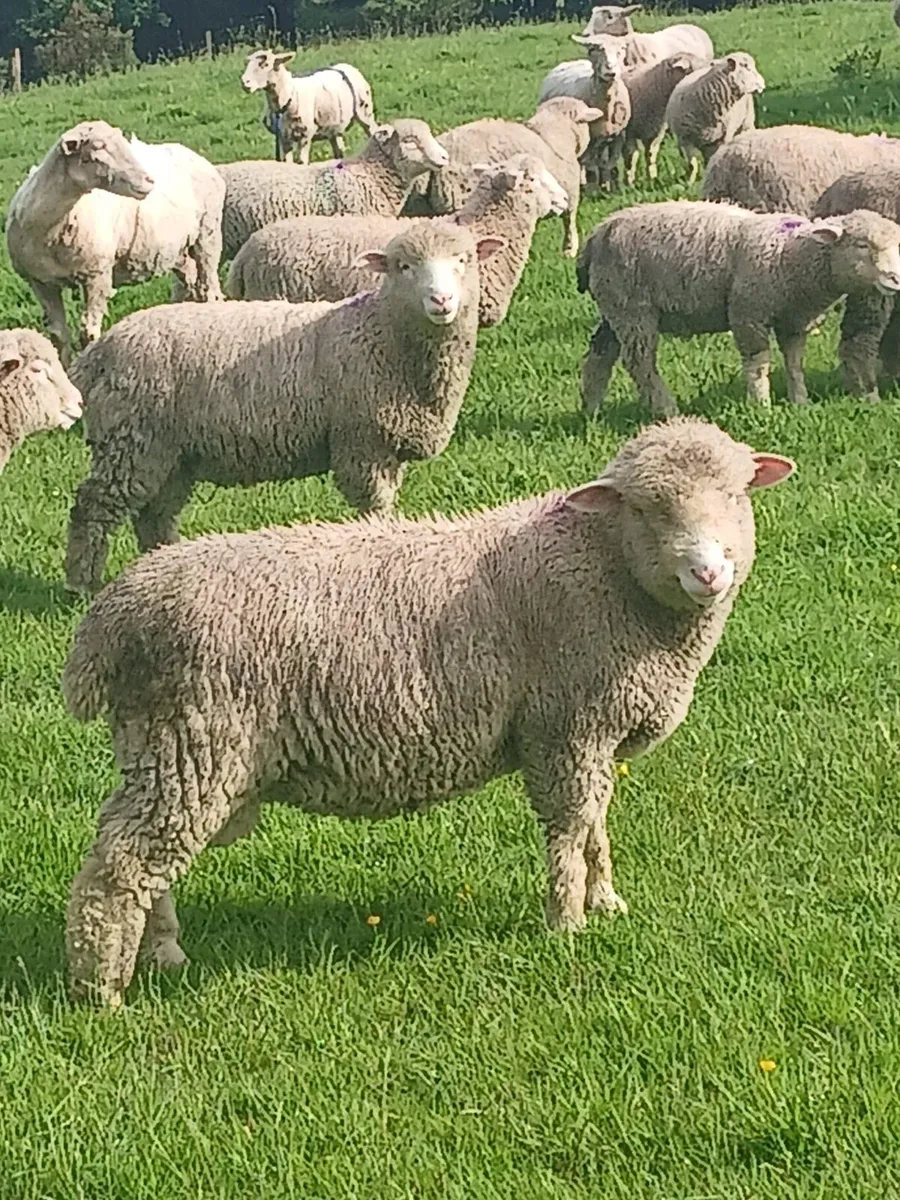 Dorset Lambs - Image 3