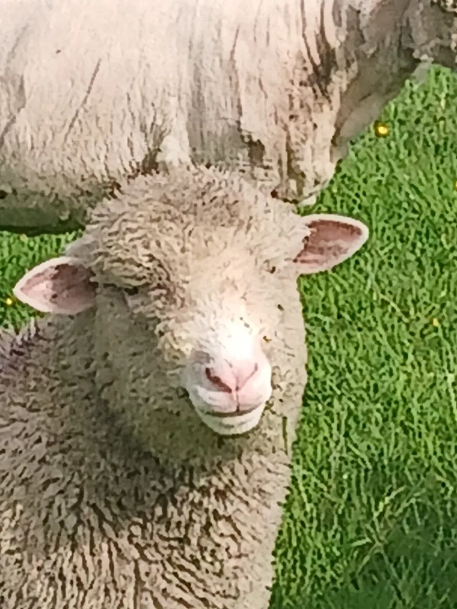 Dorset Lambs - Image 4