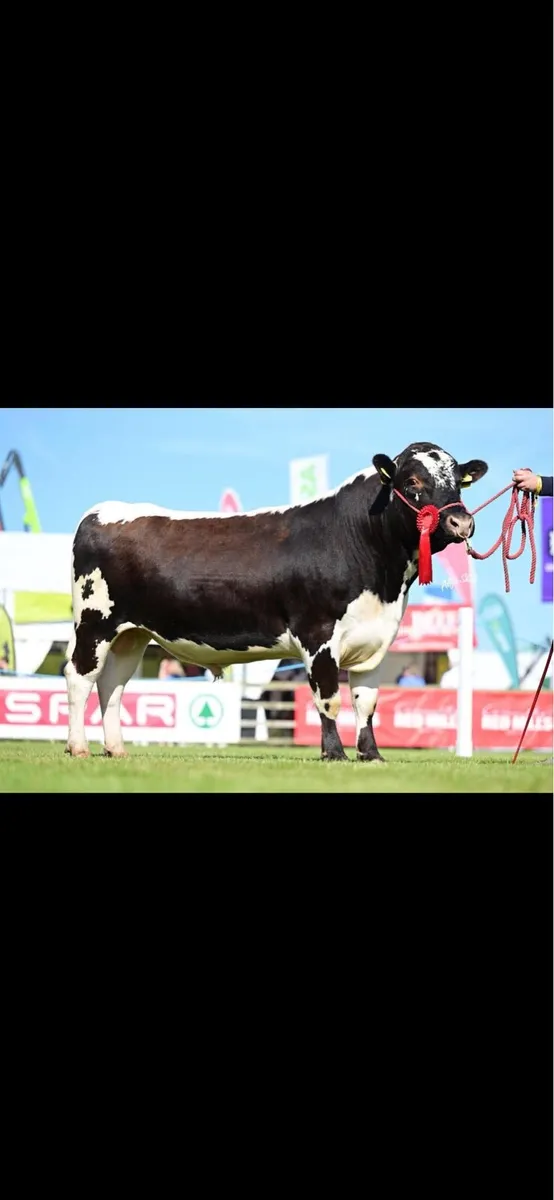 Irish Moile Bull - Image 1