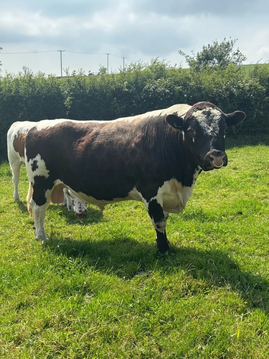 Irish Moile Bull - Image 2