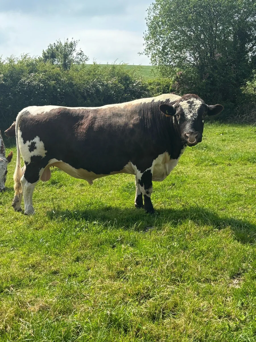 Irish Moile Bull - Image 3