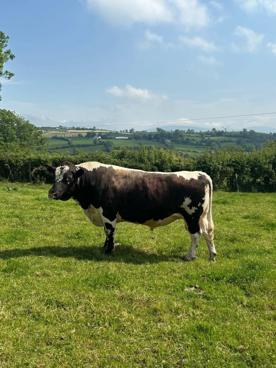 Irish Moile Bull - Image 4
