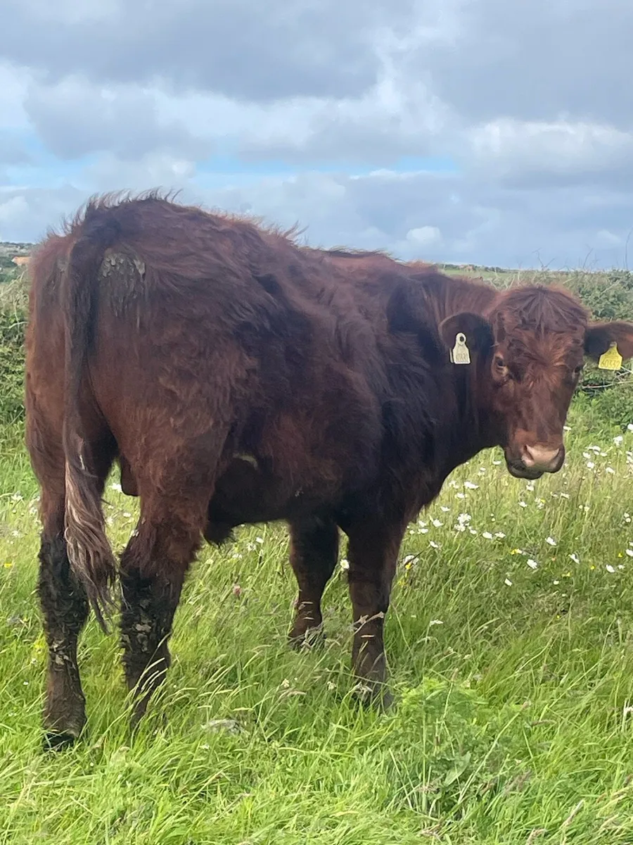 Bullocks - Image 2