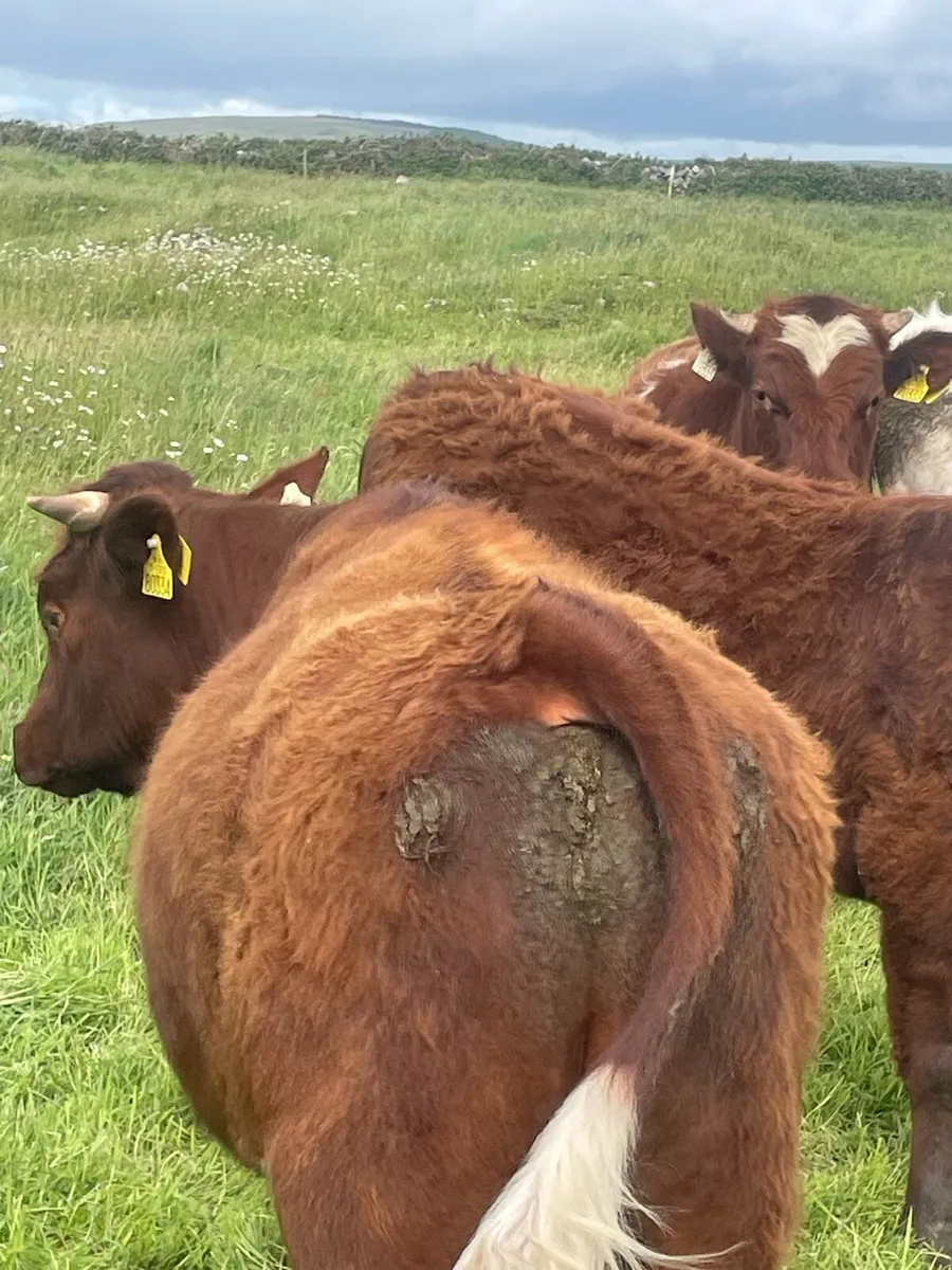 Bullocks - Image 3