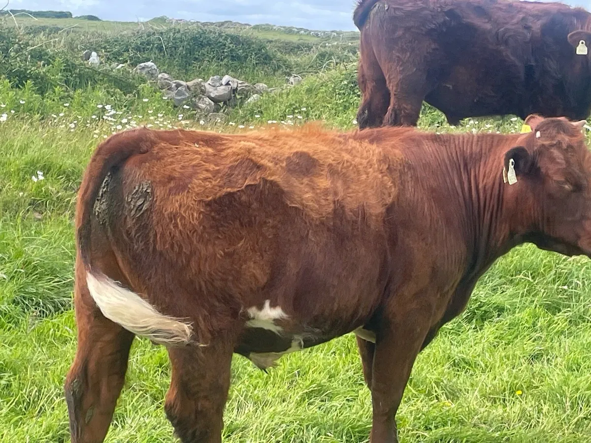 Bullocks - Image 4