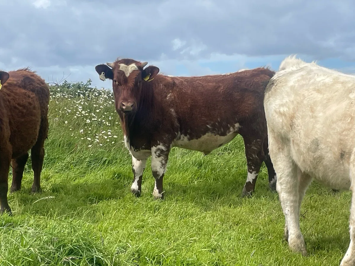 Bullocks - Image 1
