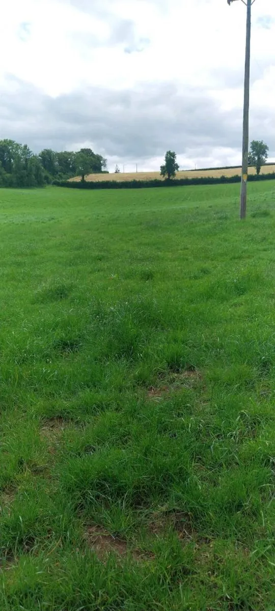 2nd cut silage