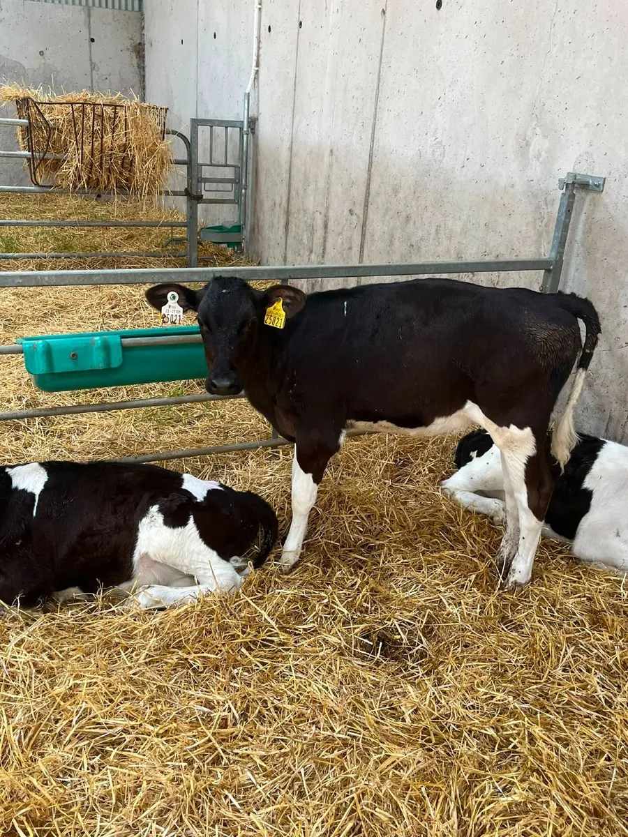 Livestock - Image 1