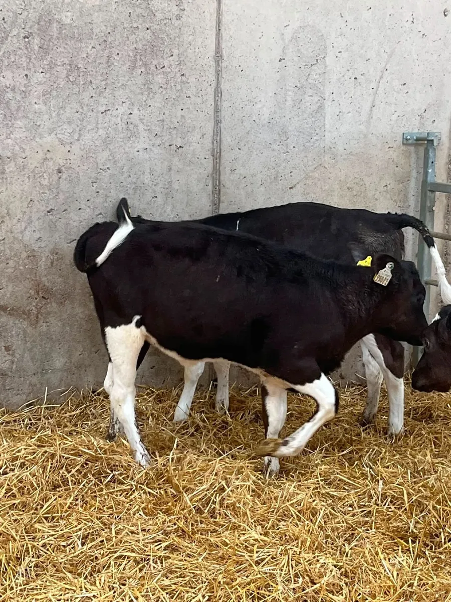 Livestock - Image 2