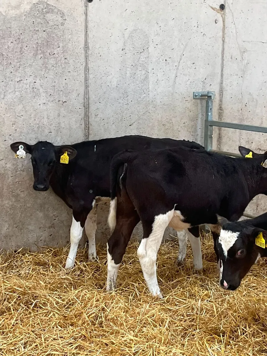 Livestock - Image 3