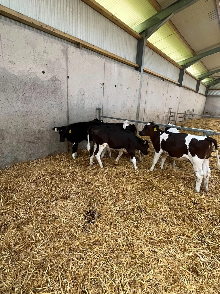 Livestock - Image 4