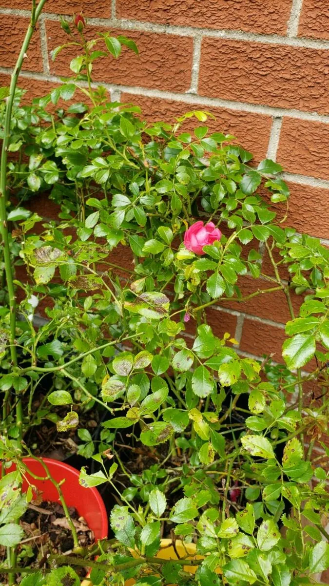 Roses carpet pink - Image 2