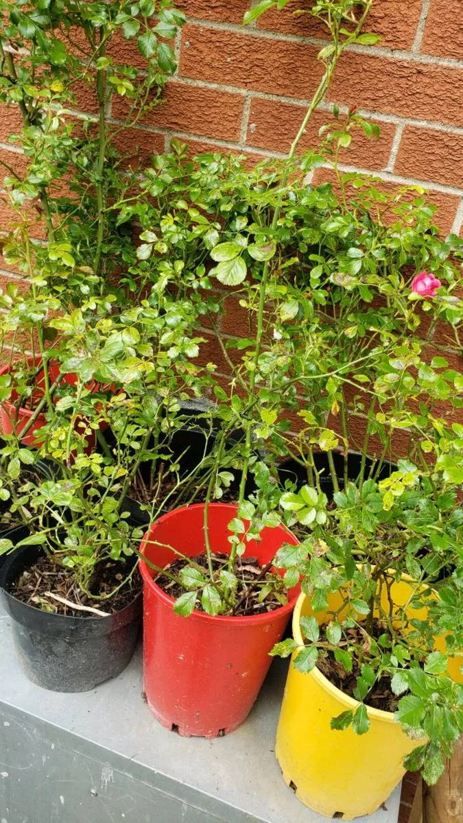 Roses carpet pink - Image 3