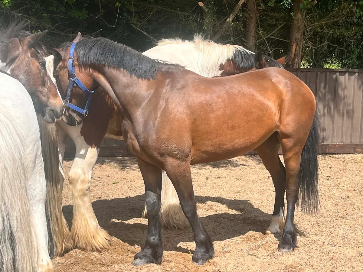 4yo Pony - Image 2
