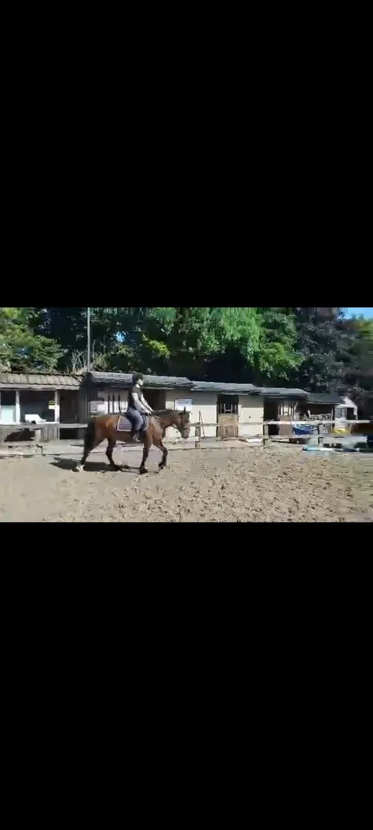 4yo Pony - Image 1