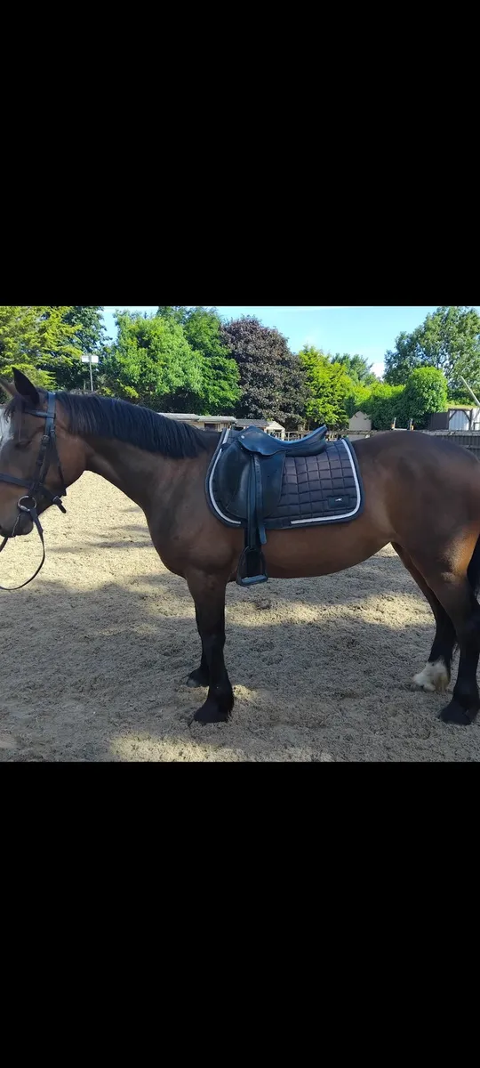 4yo Pony - Image 3