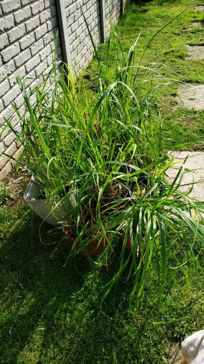 Grasses  Chinese fountain and pampas grass - Image 1