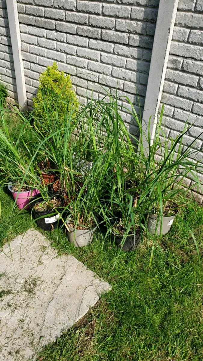Grasses  Chinese fountain and pampas grass - Image 2