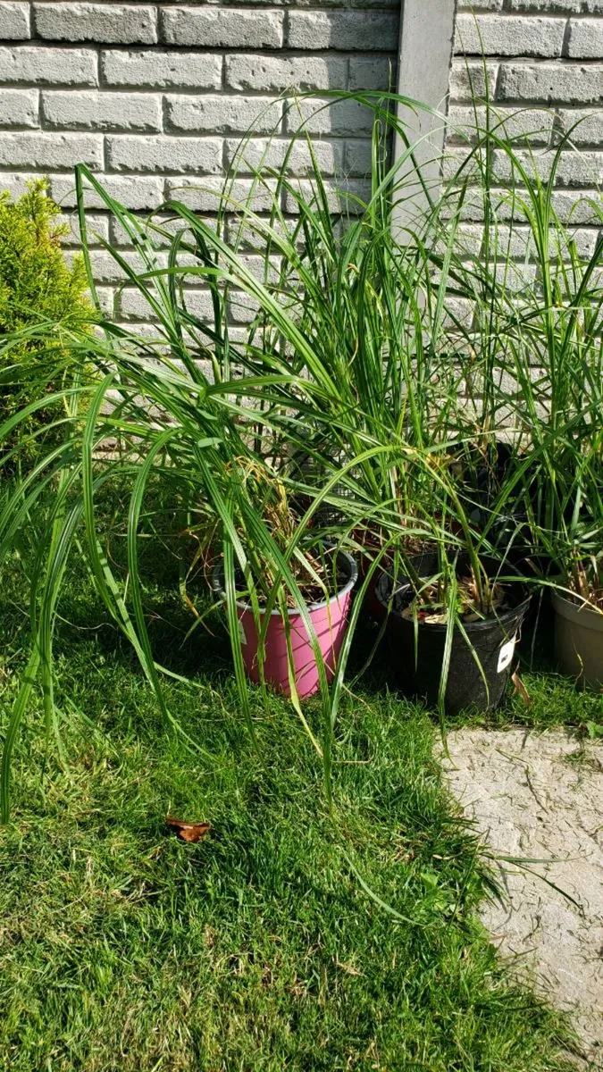 Grasses  Chinese fountain and pampas grass - Image 3