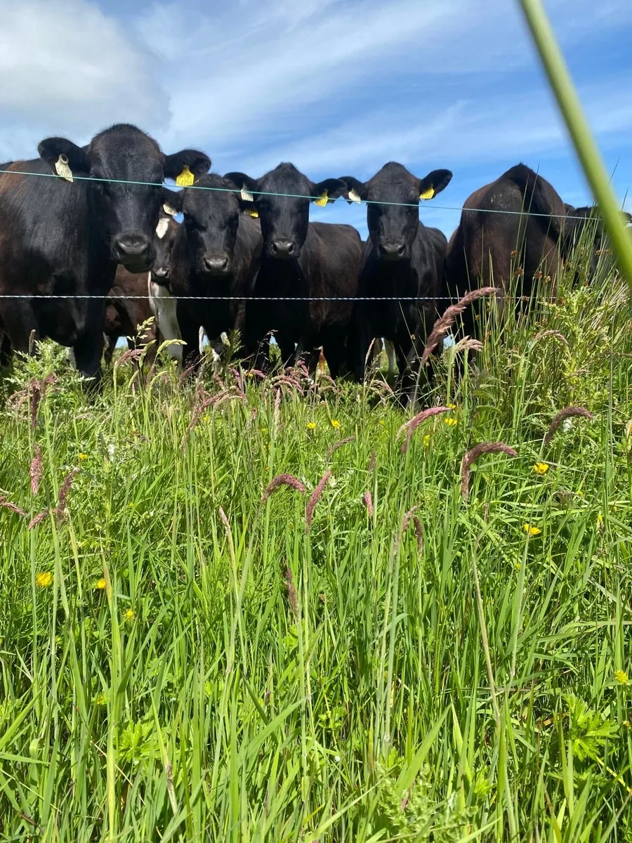 Cattle - Image 1