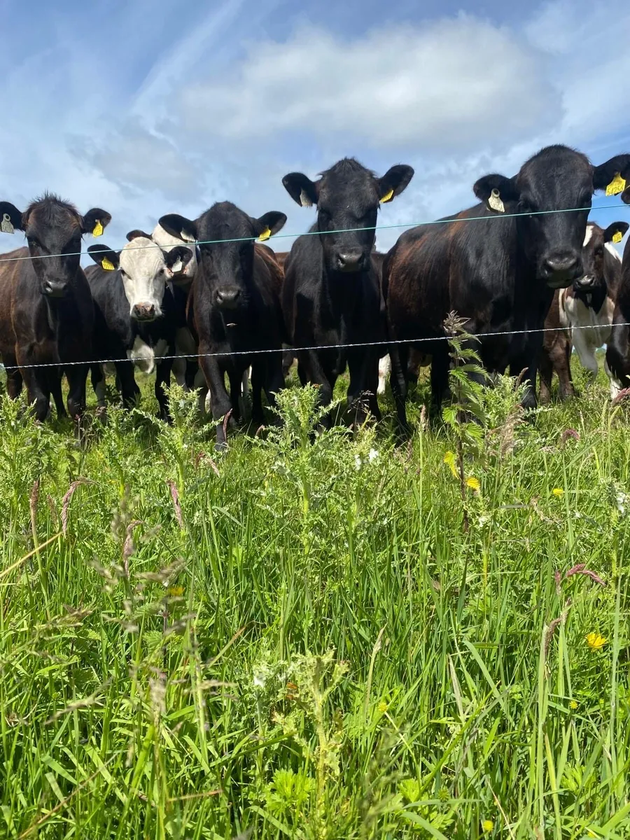 Cattle - Image 2
