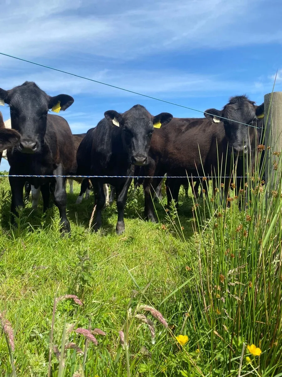 Cattle - Image 3