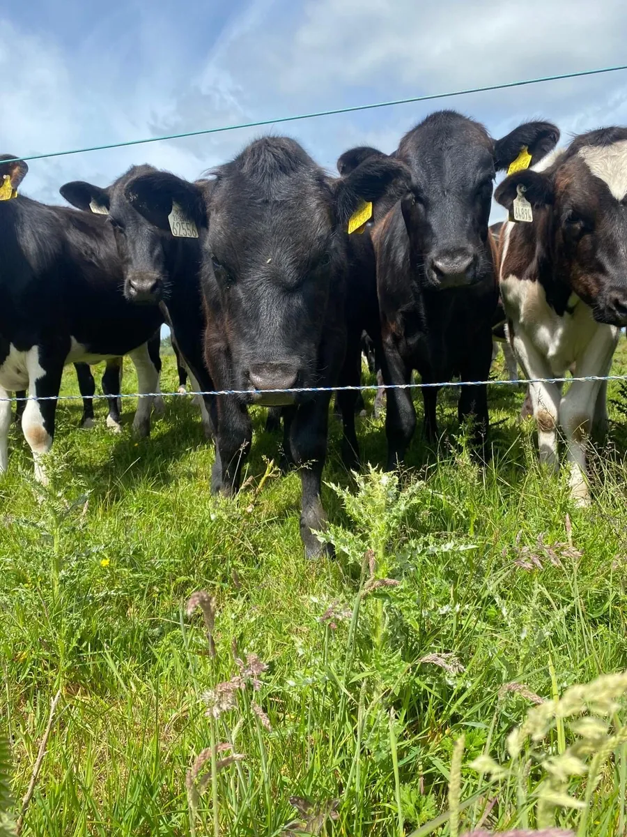 Cattle - Image 4