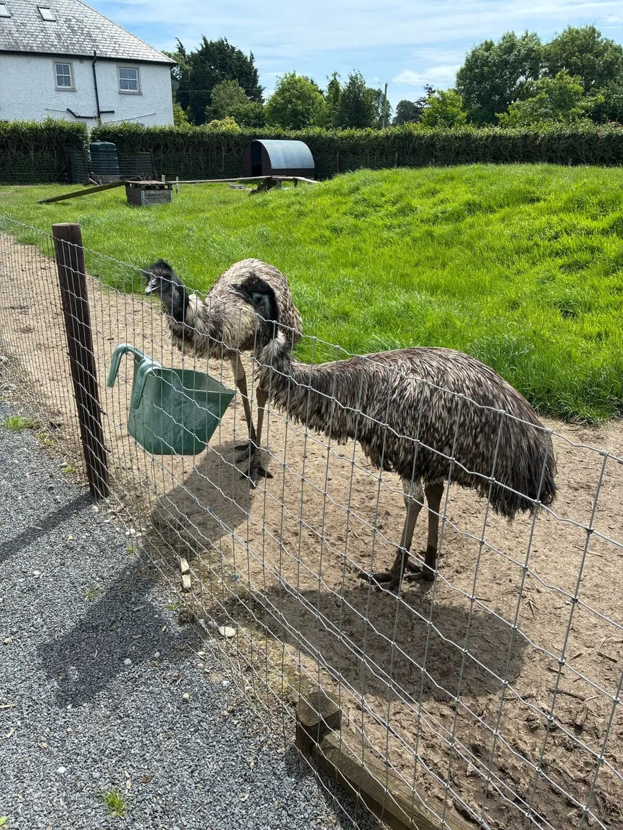 Emu - Image 1