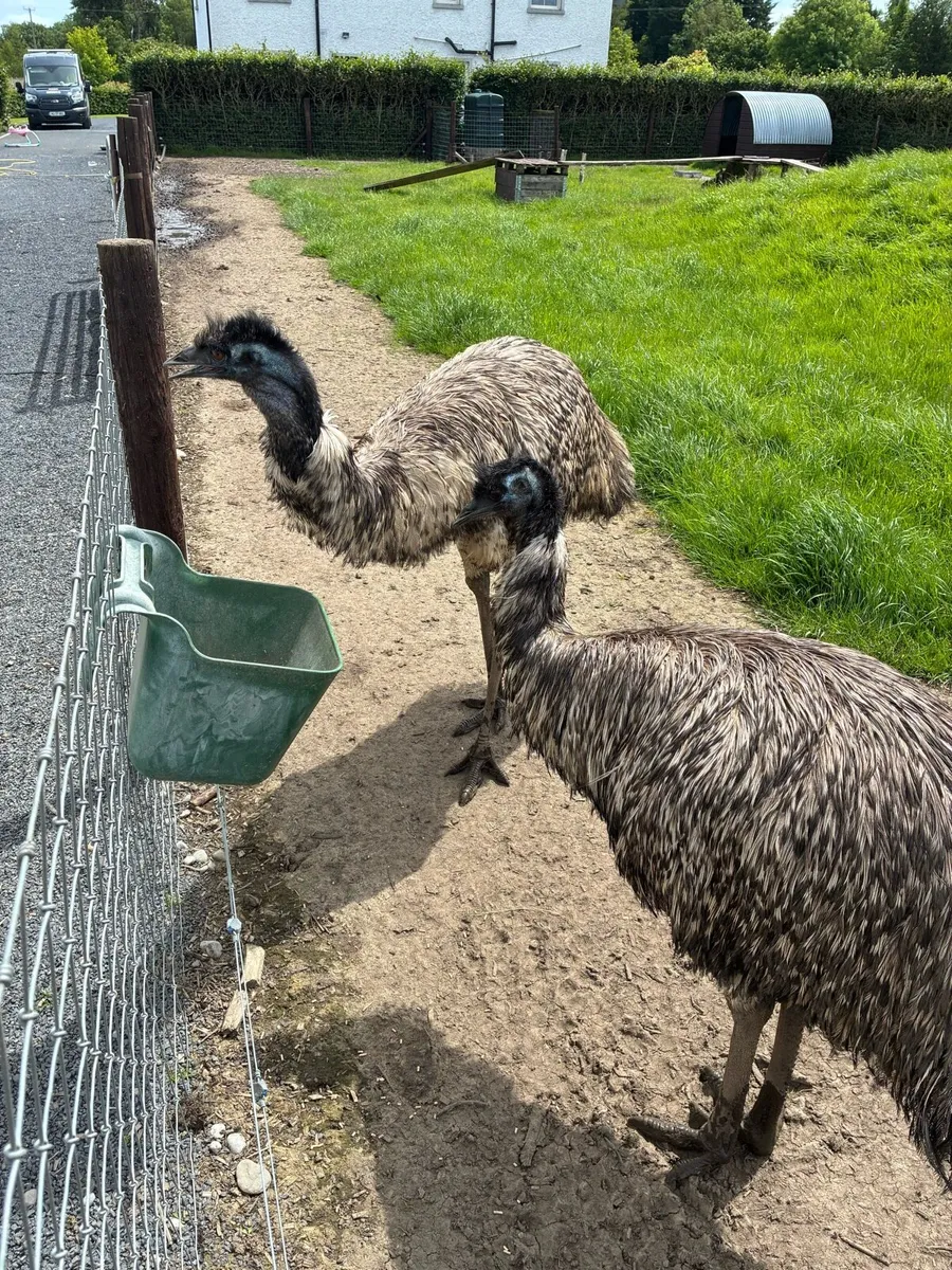 Emu - Image 2