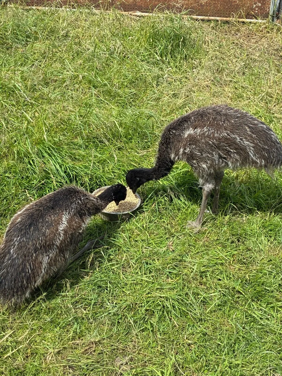 Emu - Image 3