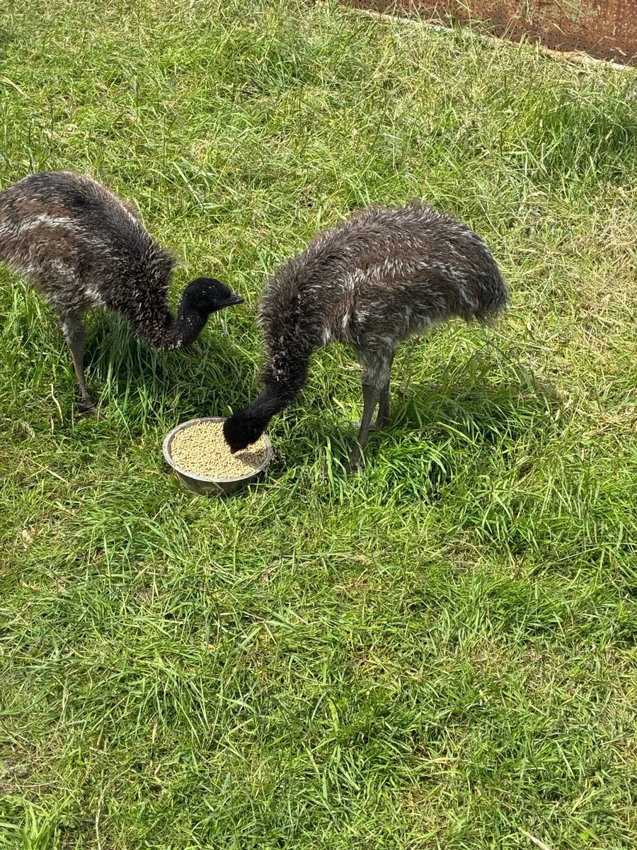 Emu - Image 4
