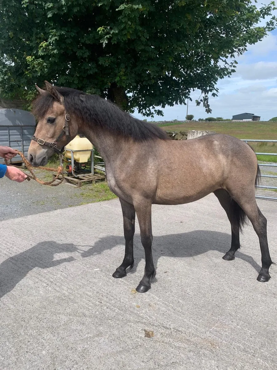 Connemara Yearling - Image 3