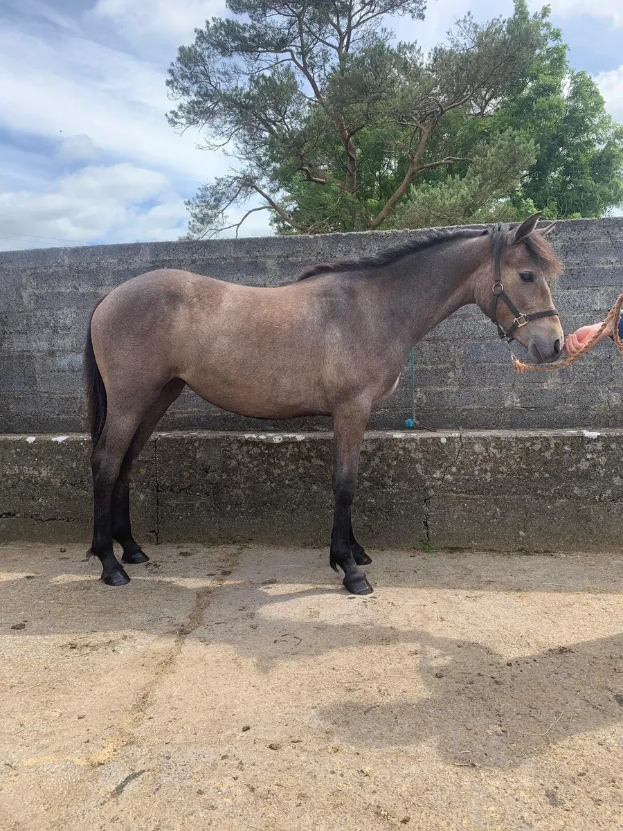Connemara Yearling - Image 4