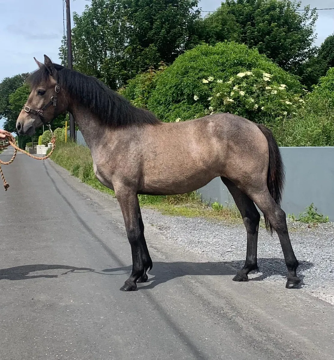 Connemara Yearling - Image 1