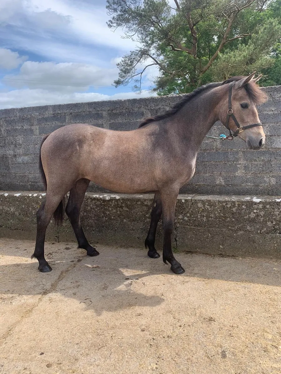 Connemara Yearling - Image 2