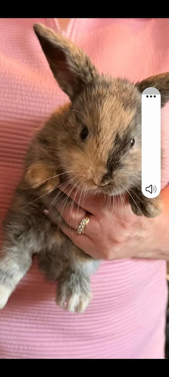 Rabbits - Image 2