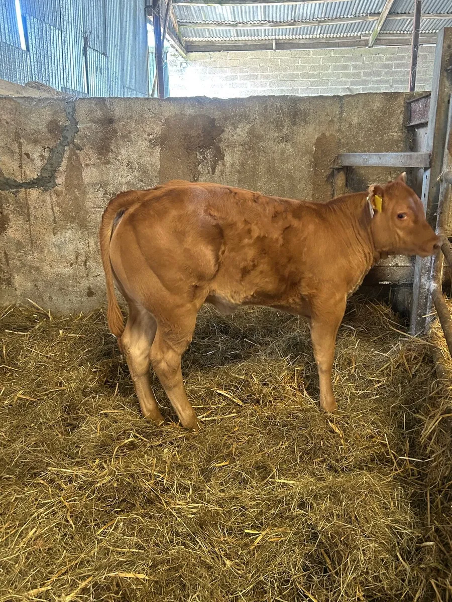 Limousin heifer Calf
