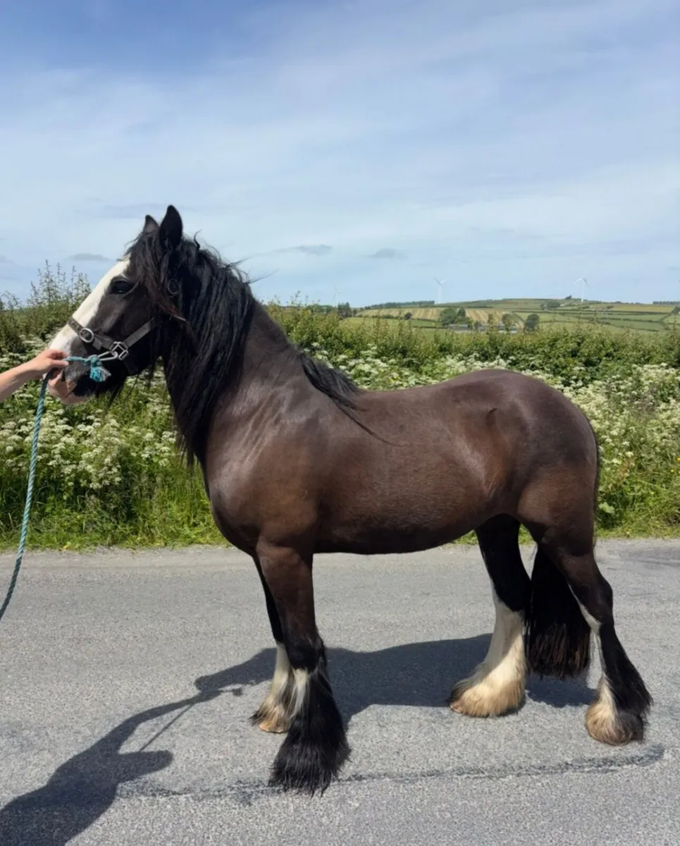 Cob gelding - Image 1