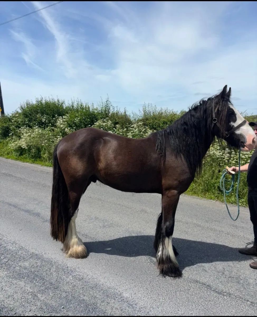 Cob gelding - Image 2