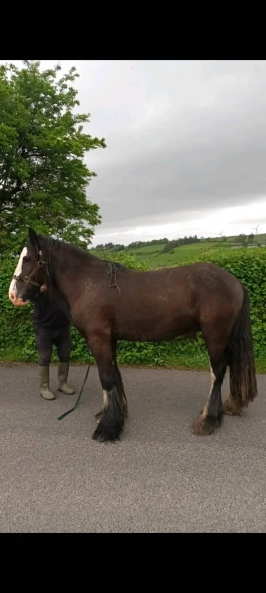 Cob gelding - Image 3