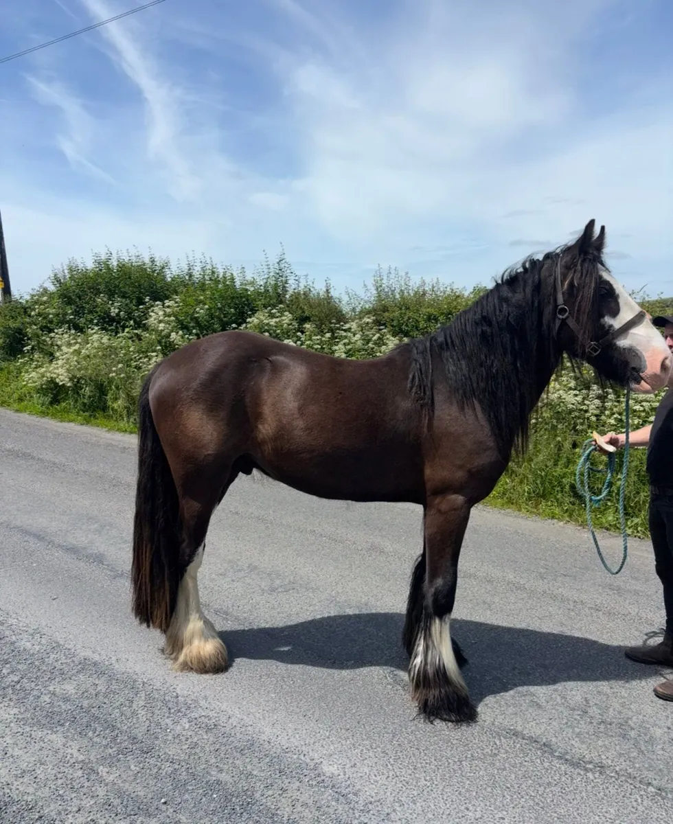 Cob gelding - Image 4