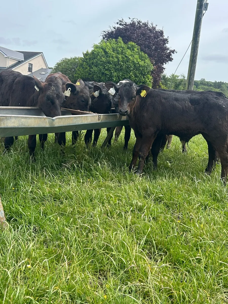 Top grade reared bulls - Image 1
