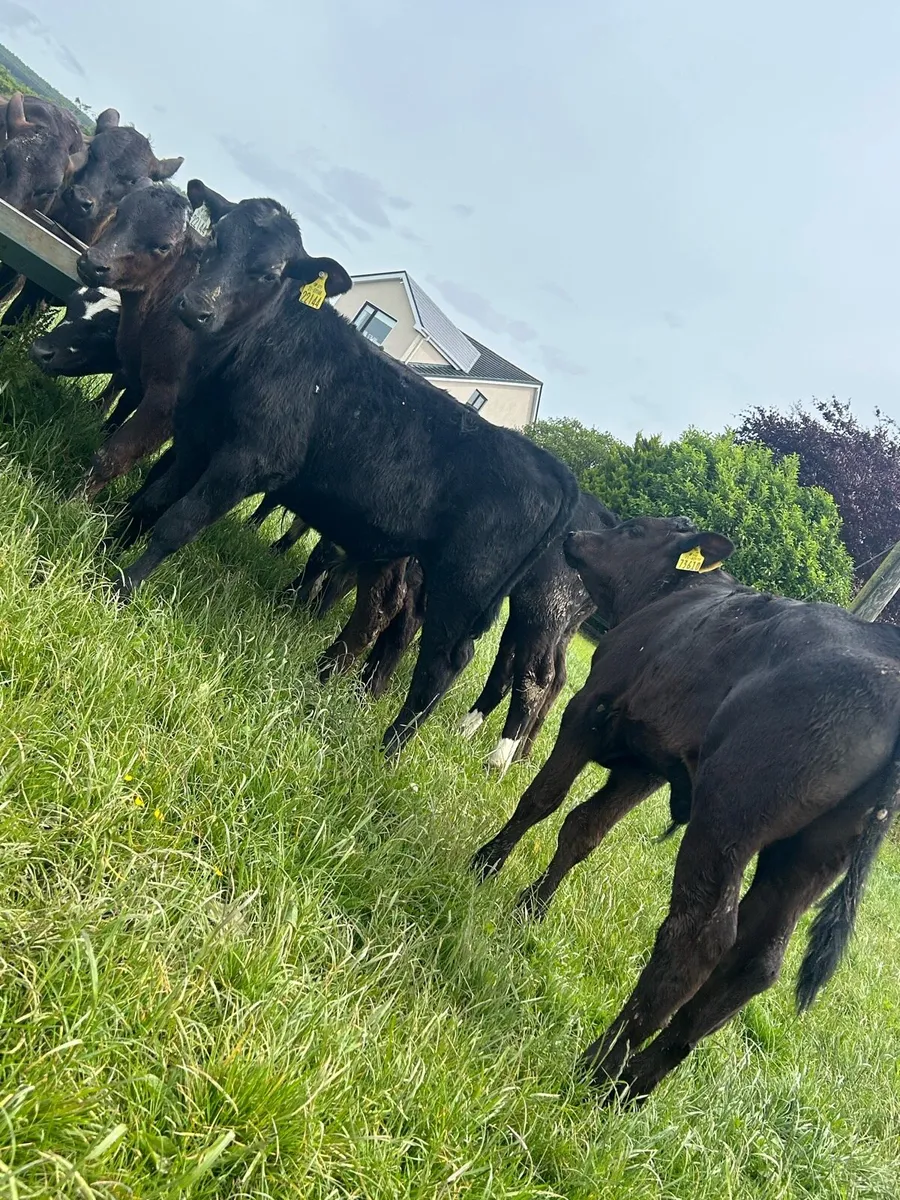 Top grade reared bulls - Image 2