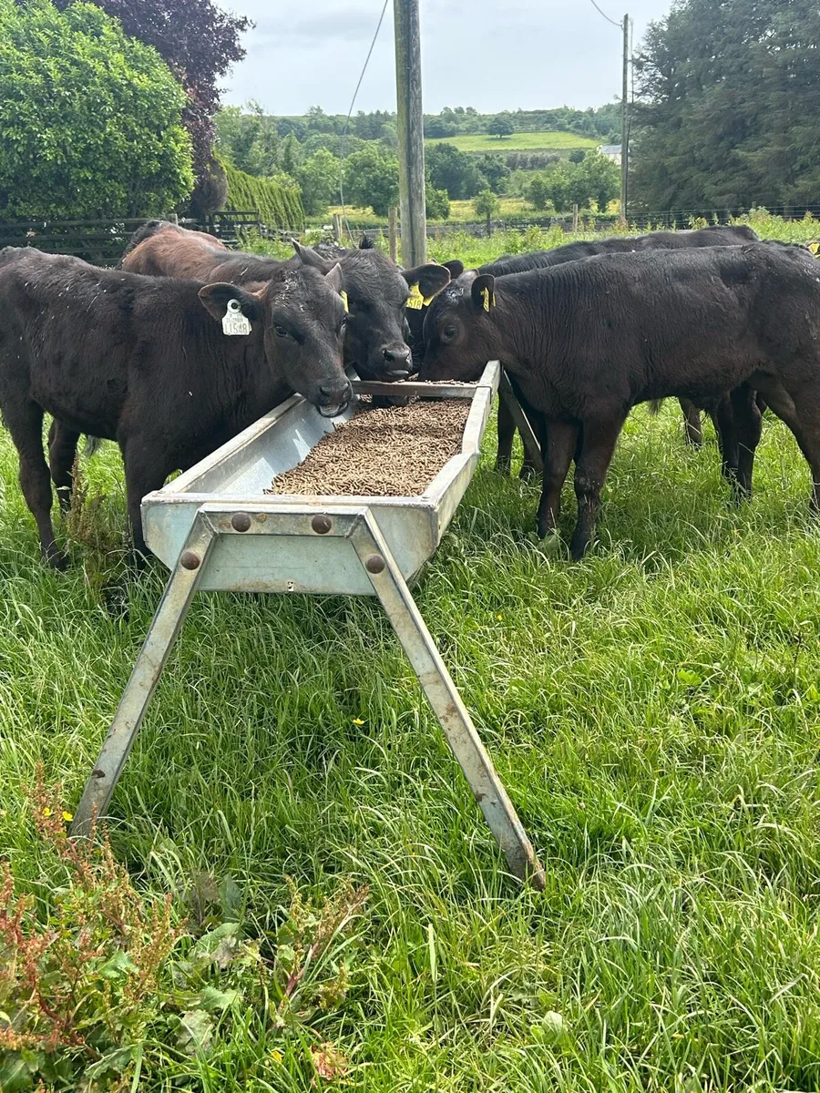 Top grade reared bulls - Image 3