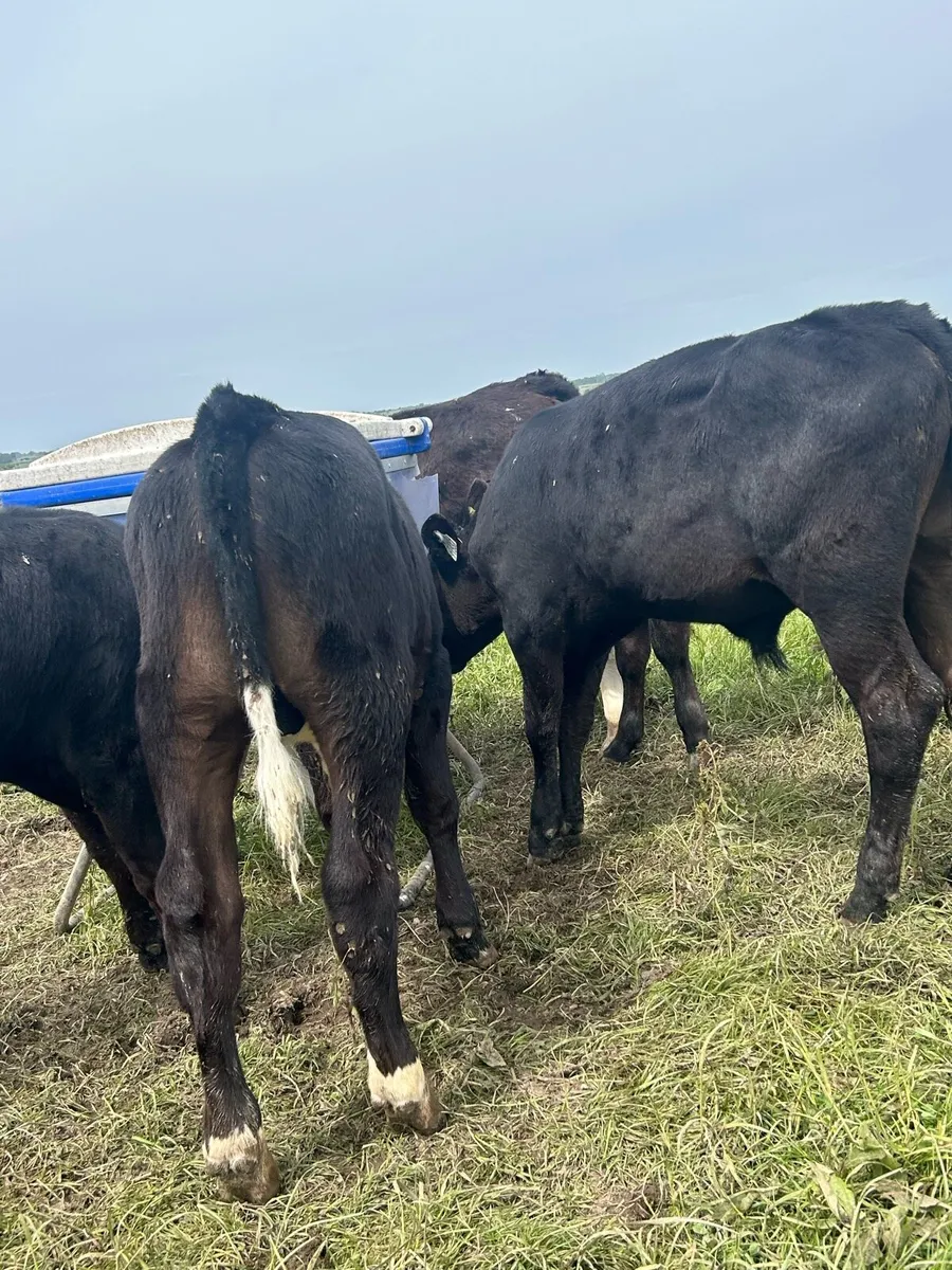 Top grade reared bulls - Image 4