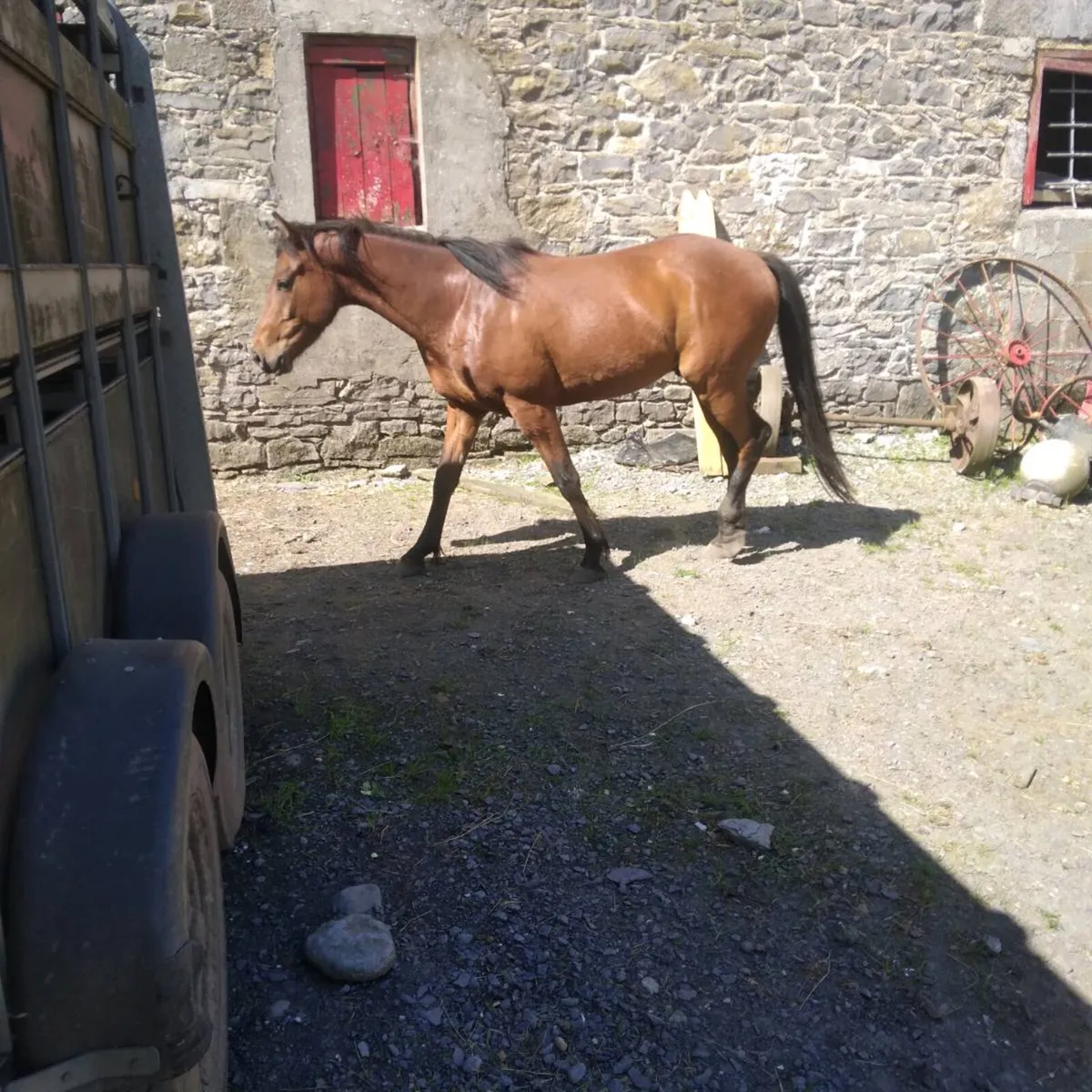 Gelding - Image 1