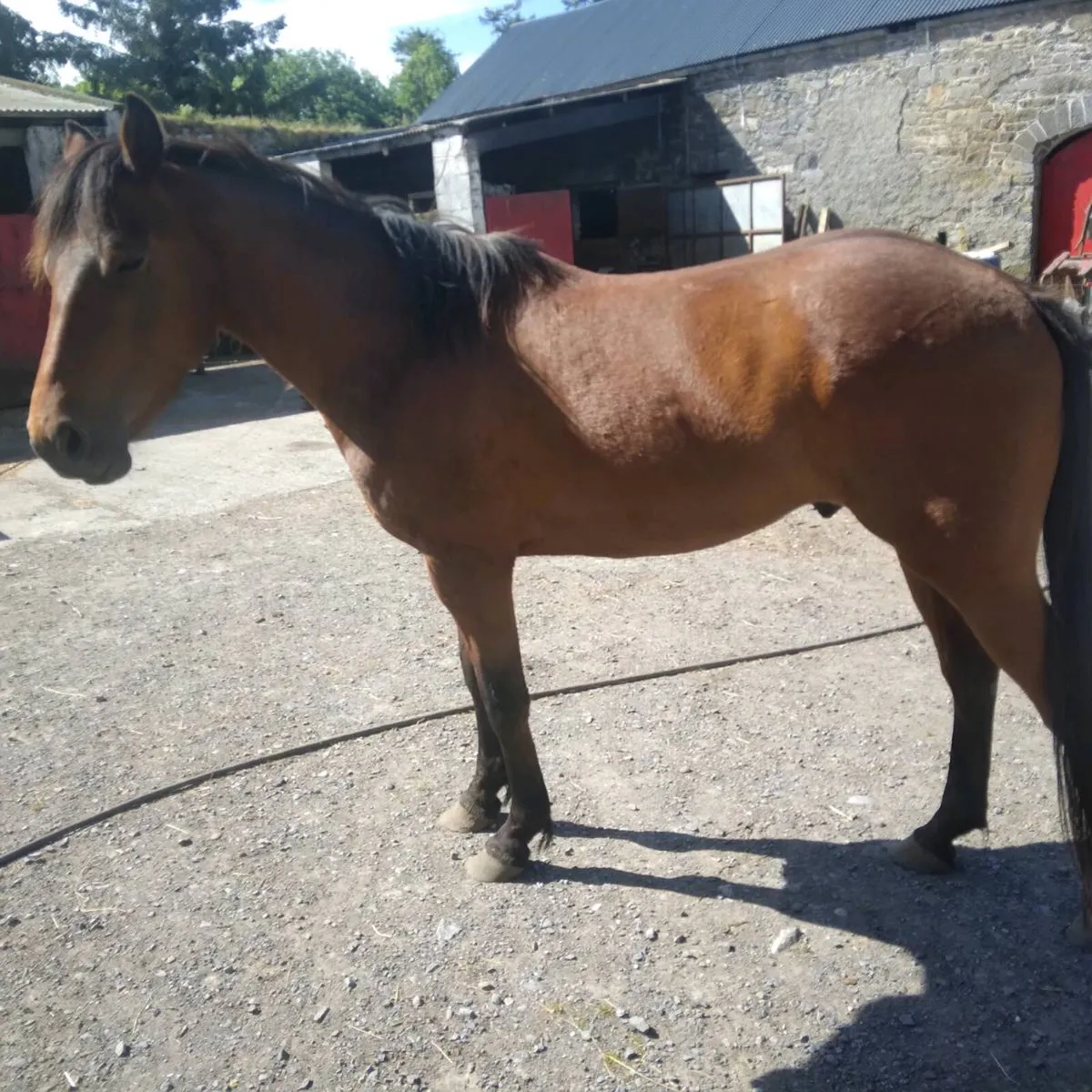 Gelding - Image 2