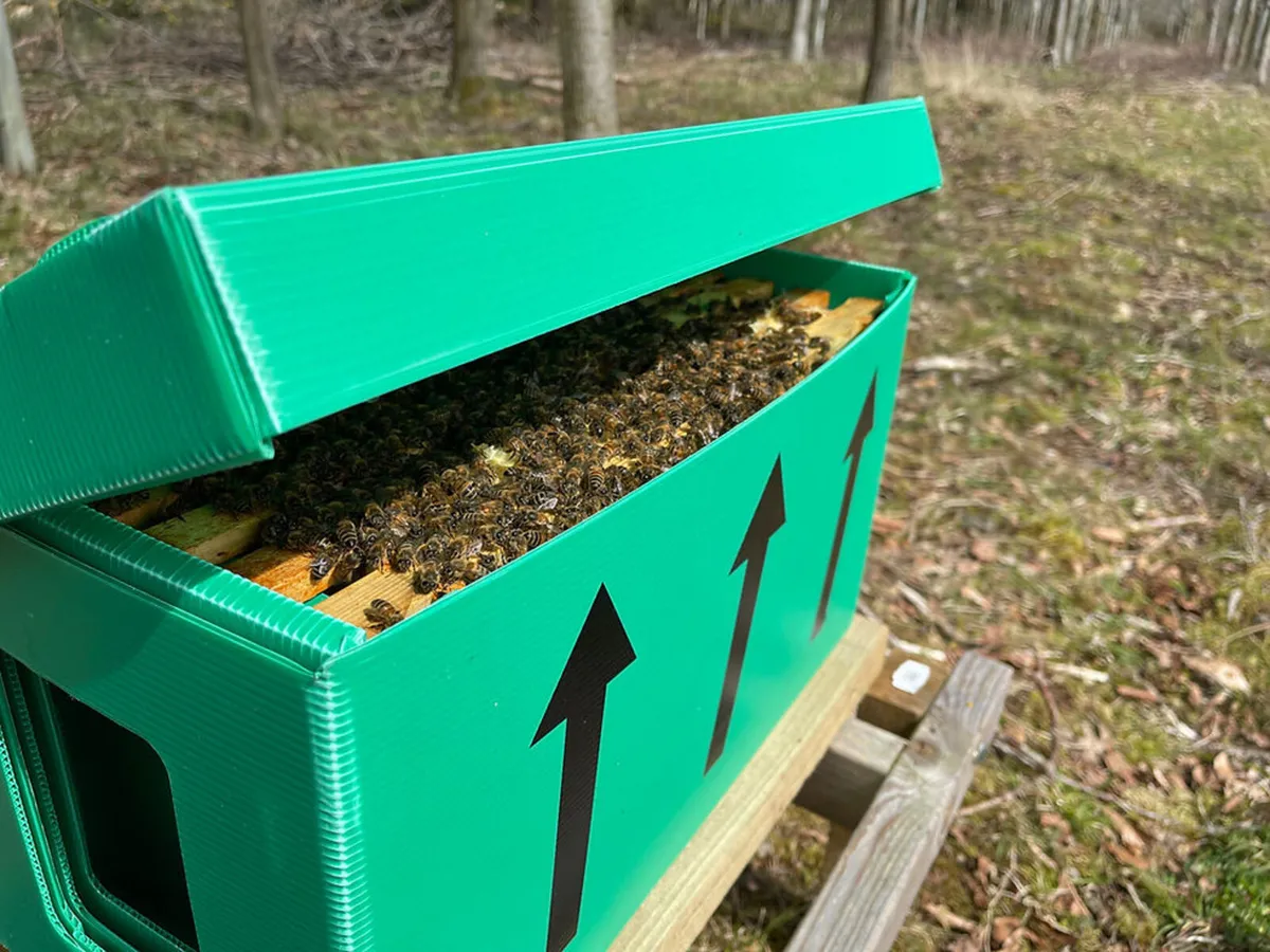 Honey Bee Nucs