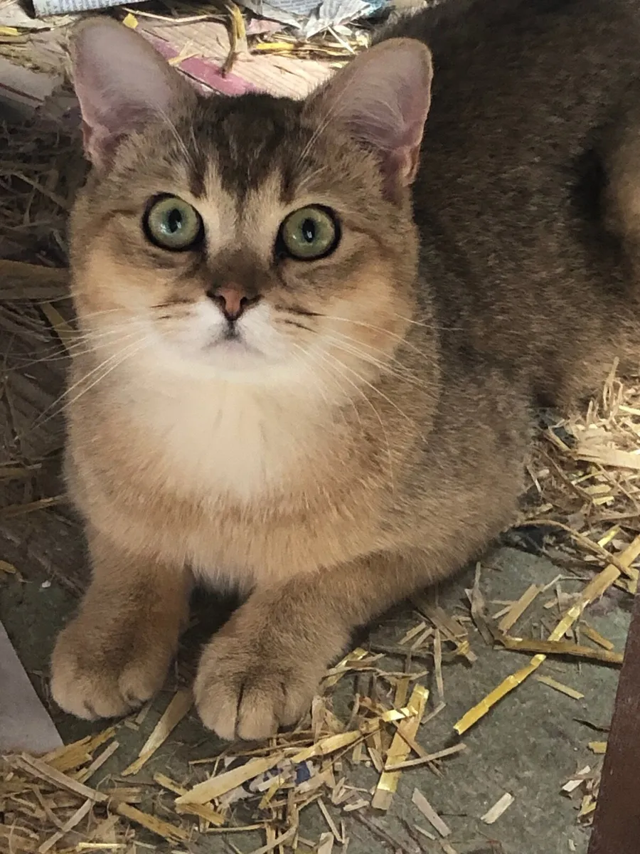 Cat - Image 1